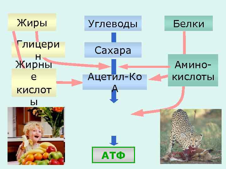 Жиры Глицери н Жирны е кислот ы Углеводы Белки Сахара Ацетил-Ко А АТФ Аминокислоты