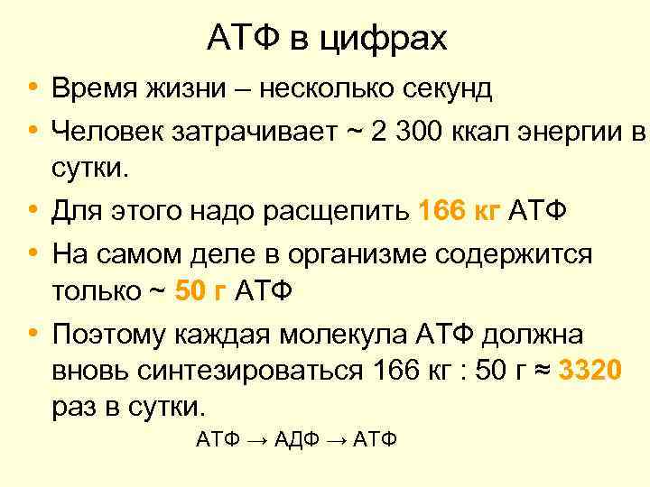 АТФ в цифрах • Время жизни – несколько секунд • Человек затрачивает ~ 2