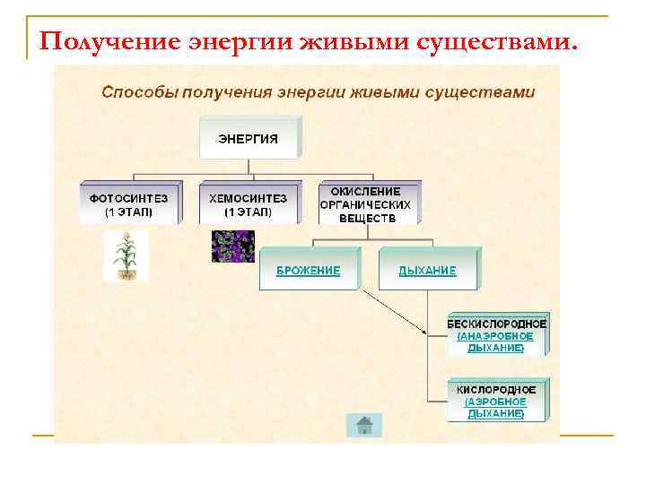 Получение энергии живыми существами. 