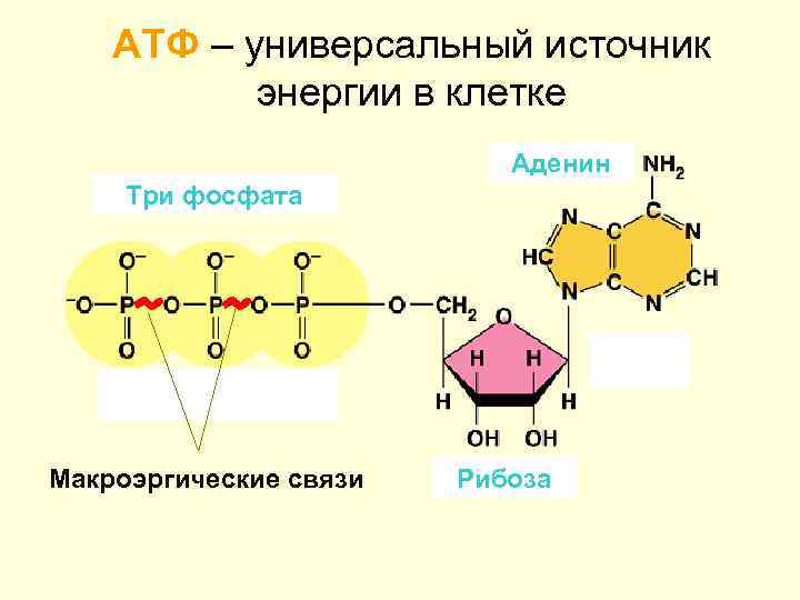 АТФ – универсальный источник энергии в клетке Аденин Три фосфата Макроэргические связи Рибоза 