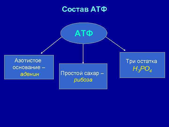 Состав АТФ Азотистое основание – аденин Три остатка Простой сахар – рибоза Н 3