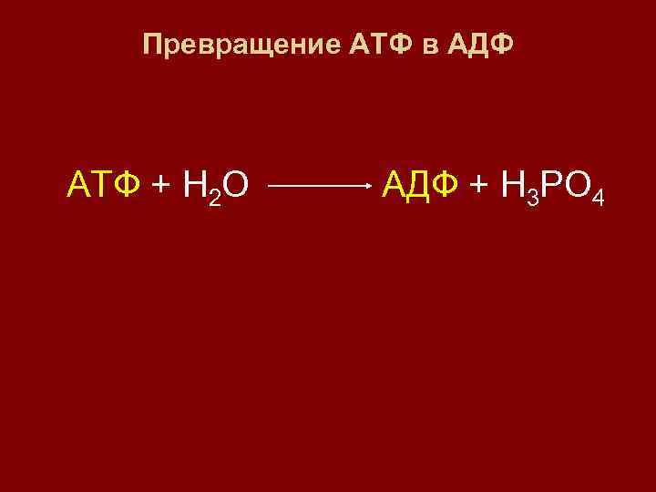 Превращение АТФ в АДФ АТФ + Н 2 О АДФ + Н 3 РО