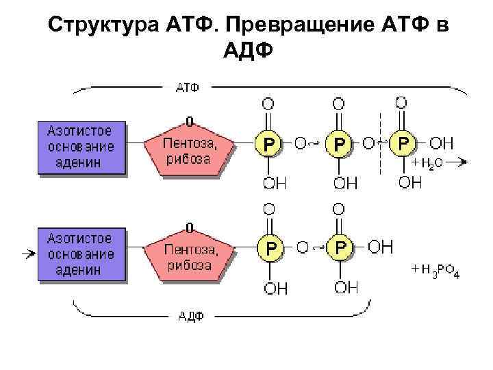 Структура АТФ. Превращение АТФ в АДФ 