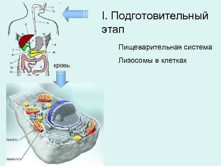 I. Подготовительный этап Пищеварительная система кровь Лизосомы в клетках 