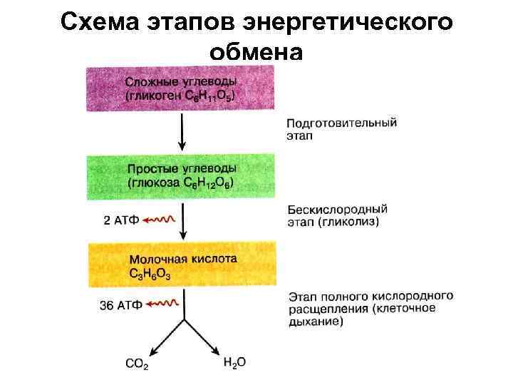 Схема процессов энергетического обмена