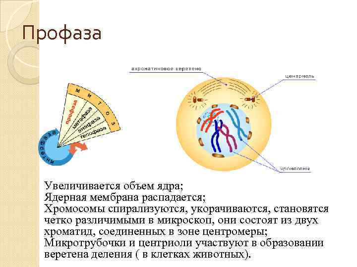 Профаза Увеличивается объем ядра; Ядерная мембрана распадается; Хромосомы спирализуются, укорачиваются, становятся четко различимыми в