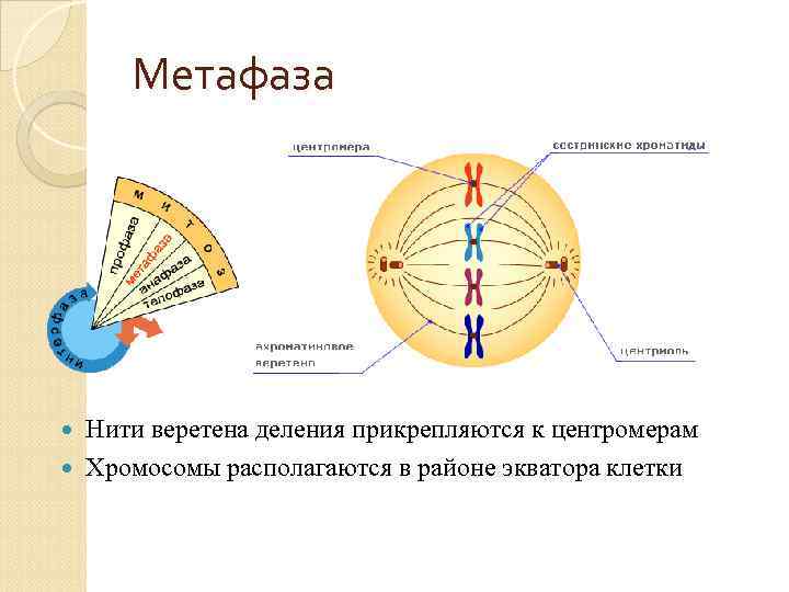 Метафаза Нити веретена деления прикрепляются к центромерам Хромосомы располагаются в районе экватора клетки 