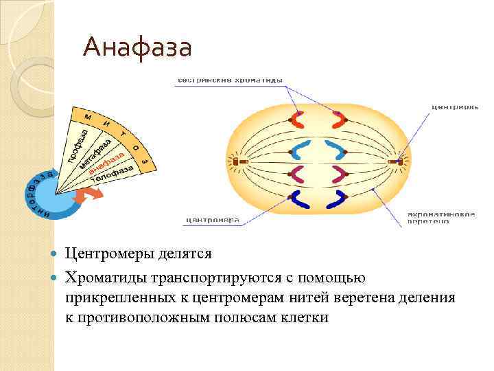 Анафаза Центромеры делятся Хроматиды транспортируются с помощью прикрепленных к центромерам нитей веретена деления к