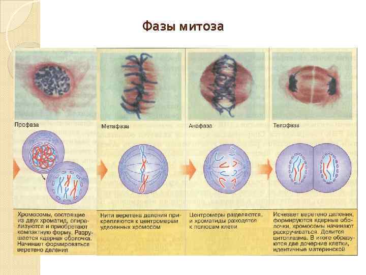 Фазы митоза 