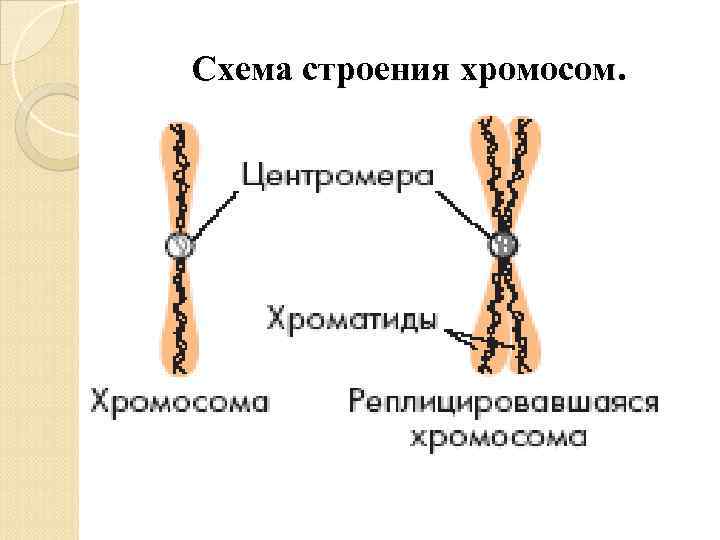 Схема строения хромосом. 