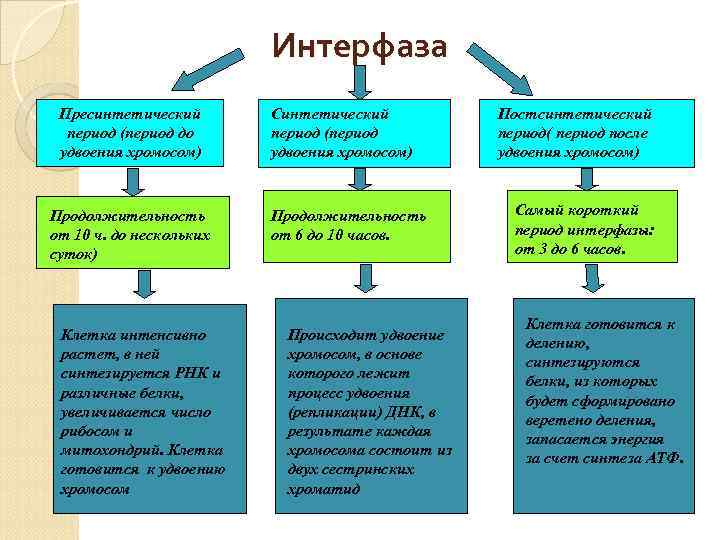 Интерфаза Пресинтетический период (период до удвоения хромосом) Продолжительность от 10 ч. до нескольких суток)