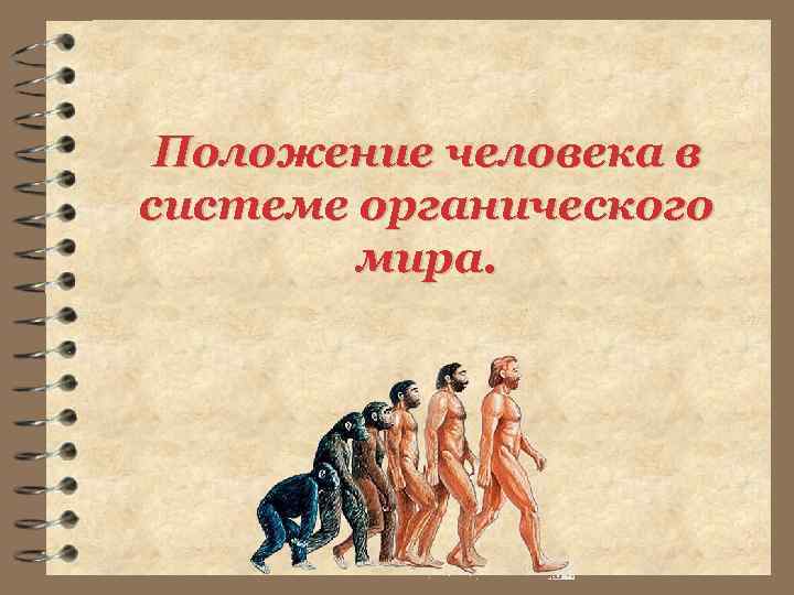 Положение человека в системе органического мира. 