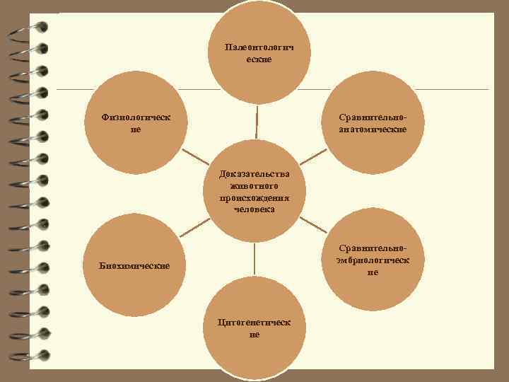 Палеонтологич еские Физиологическ ие Сравнительноанатомические Доказательства животного происхождения человека Сравнительноэмбриологическ ие Биохимические Цитогенетическ ие