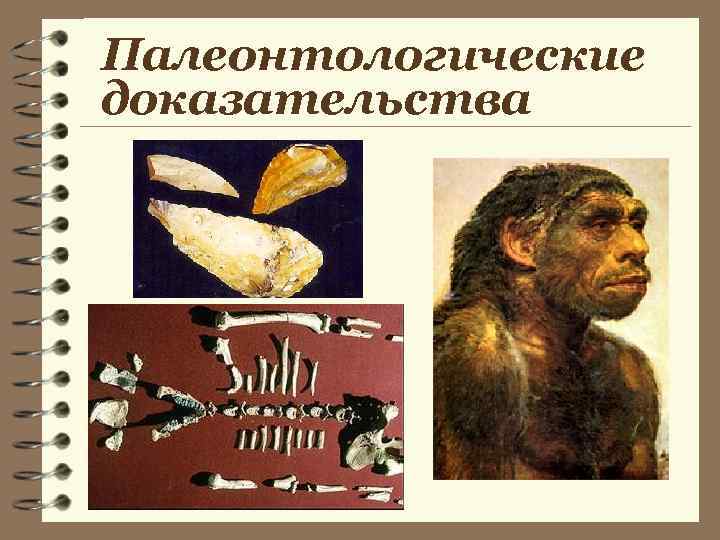 Палеонтологические доказательства 