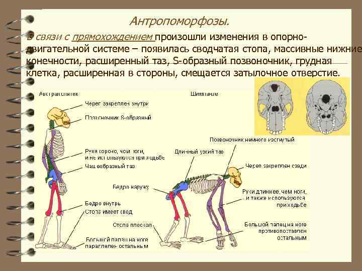 Антропоморфозы. В связи с прямохождением произошли изменения в опорно- двигательной системе – появилась сводчатая