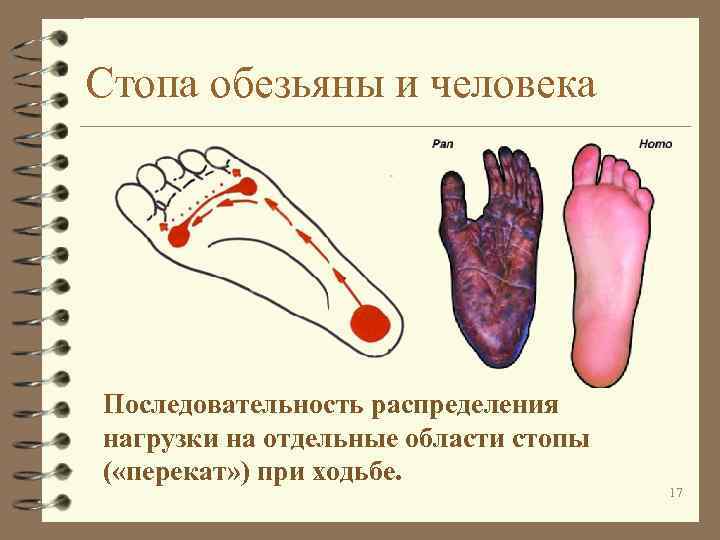 Стопа обезьяны и человека Последовательность распределения нагрузки на отдельные области стопы ( «перекат» )