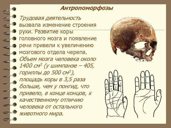Антропоморфозы Трудовая деятельность вызвала изменение строения руки. Развитие коры головного мозга и появление речи