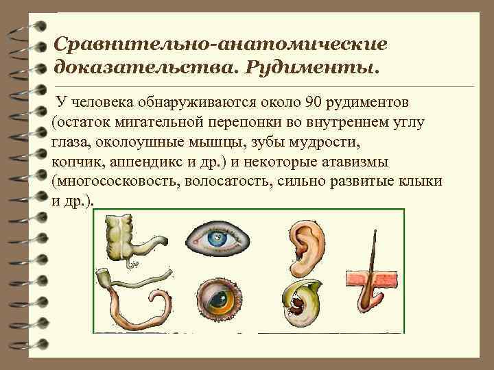 Сравнительно-анатомические доказательства. Рудименты. У человека обнаруживаются около 90 рудиментов (остаток мигательной перепонки во внутреннем