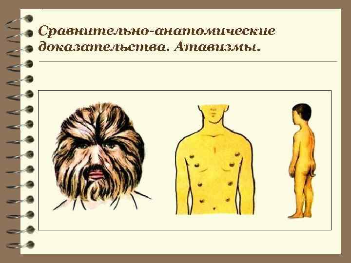 Сравнительно-анатомические доказательства. Атавизмы. 