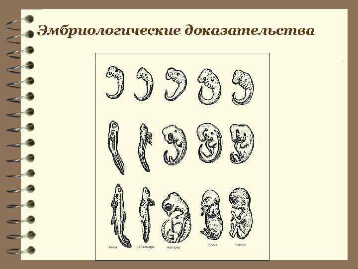 Эмбриологические доказательства 