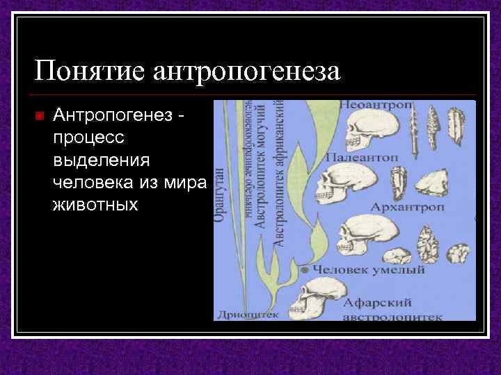 Понятие антропогенеза n Антропогенез процесс выделения человека из мира животных 