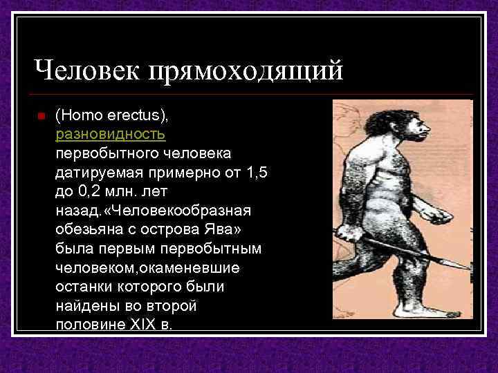 Человек прямоходящий n (Homo erectus), разновидность первобытного человека датируемая примерно от 1, 5 до