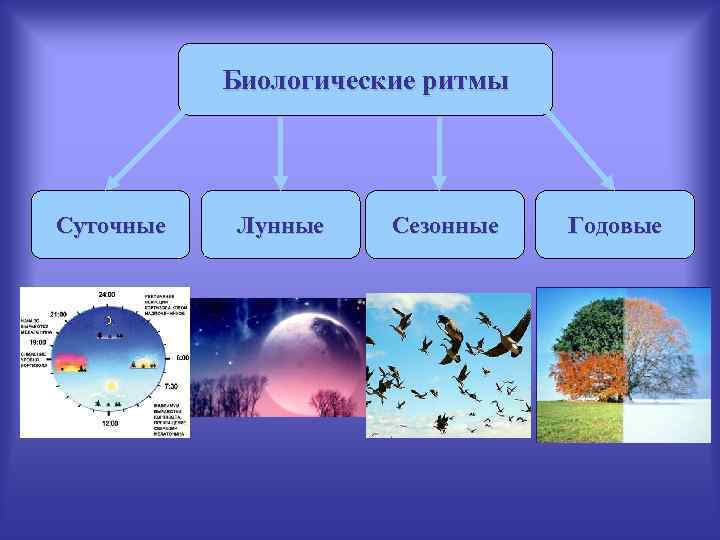 Биологические ритмы Суточные Лунные Сезонные Годовые 