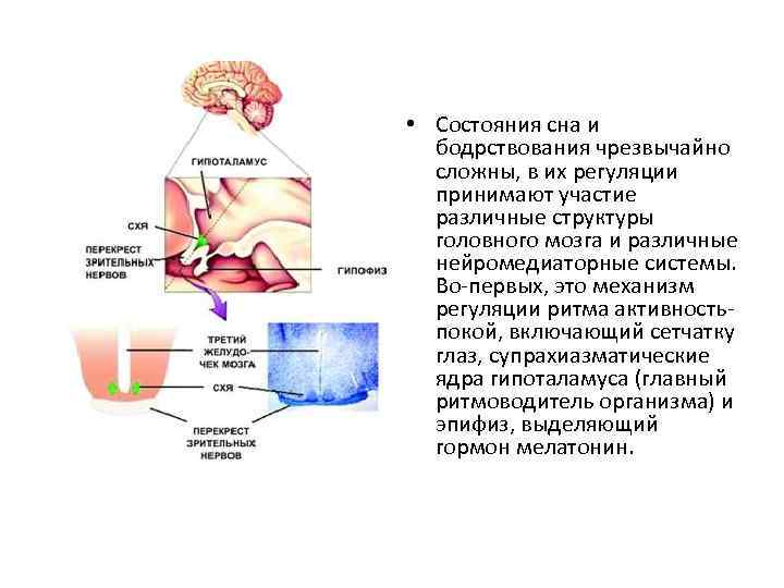  • Состояния сна и бодрствования чрезвычайно сложны, в их регуляции принимают участие различные