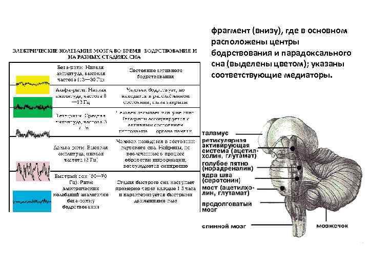 фрагмент (внизу), где в основном расположены центры бодрствования и парадоксального сна (выделены цветом); указаны