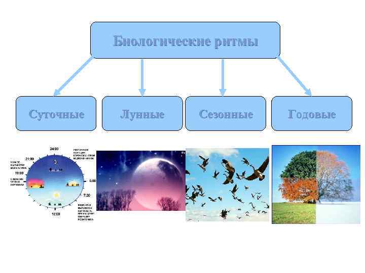 Биологические ритмы Суточные Лунные Сезонные Годовые 