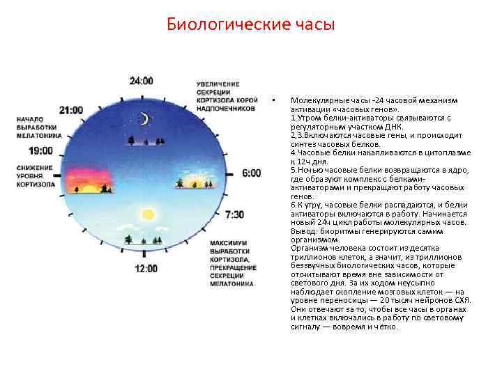 Биологические часы фото