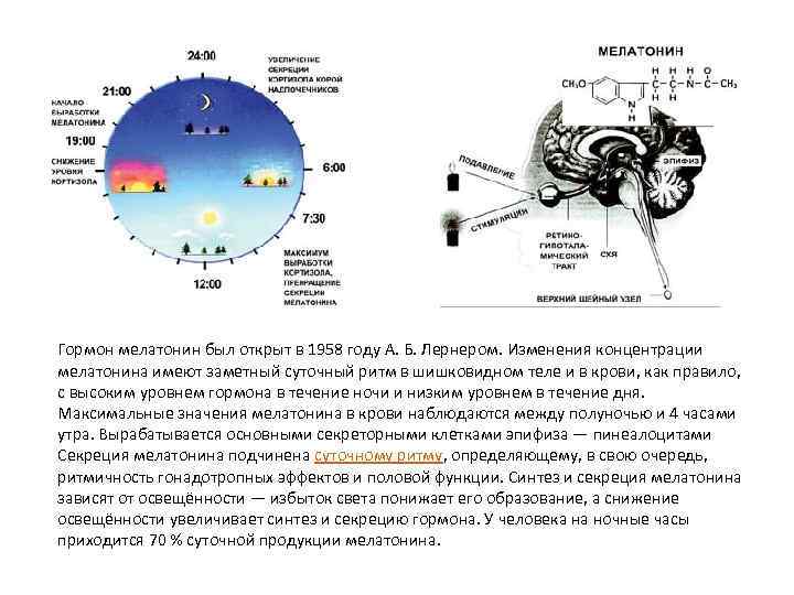 Гормон мелатонин был открыт в 1958 году А. Б. Лернером. Изменения концентрации мелатонина имеют