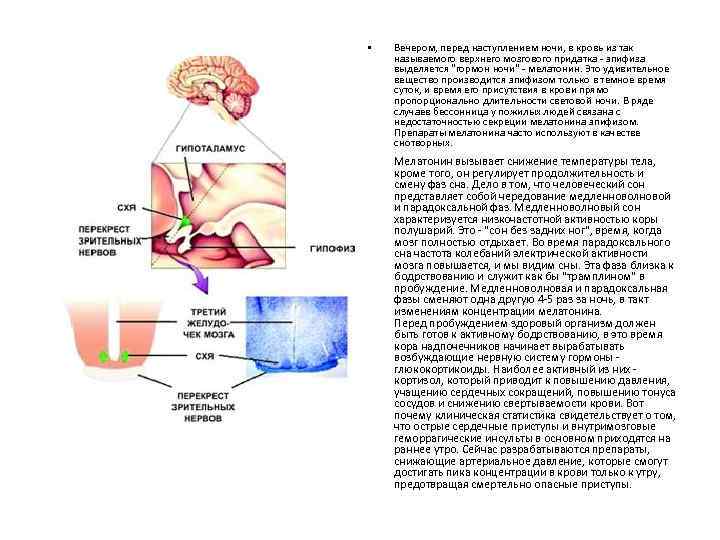  • Вечером, перед наступлением ночи, в кровь из так называемого верхнего мозгового придатка