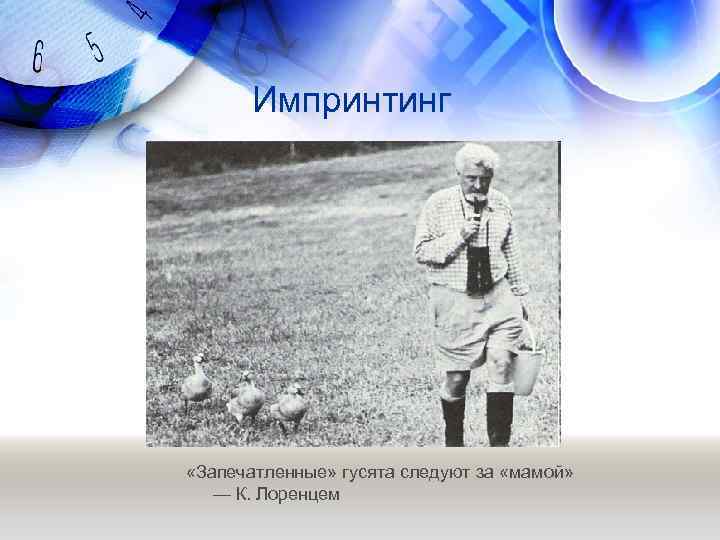 Импринтинг «Запечатленные» гусята следуют за «мамой» — К. Лоренцем 