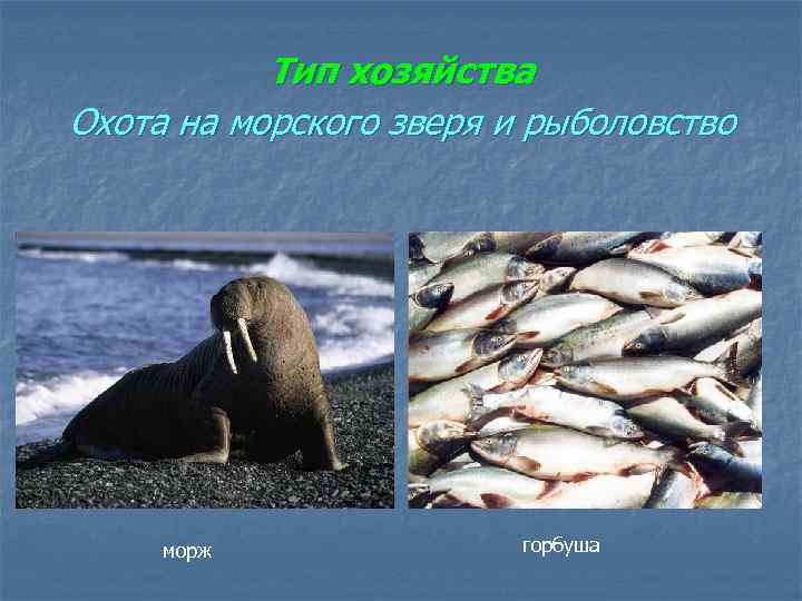 Тип хозяйства Охота на морского зверя и рыболовство морж горбуша 