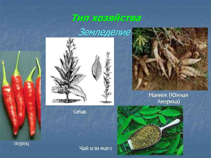 Тип хозяйства Земледелие Маниок (Южная Америка) табак перец Чай или мате 