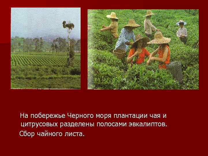 На побережье Черного моря плантации чая и цитрусовых разделены полосами эвкалиптов. Сбор чайного листа.