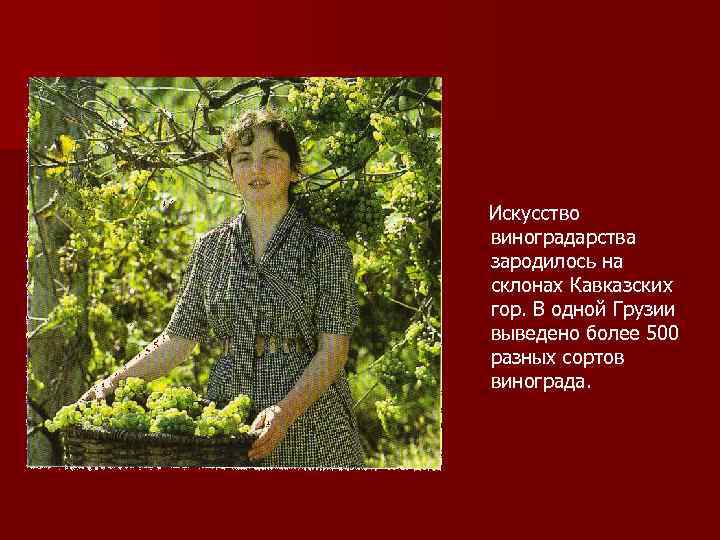 Искусство виноградарства зародилось на склонах Кавказских гор. В одной Грузии выведено более 500 разных