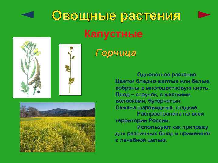 Овощные растения Капустные Горчица Однолетнее растение. Цветки бледно-желтые или белые, собраны в многоцветковую кисть.