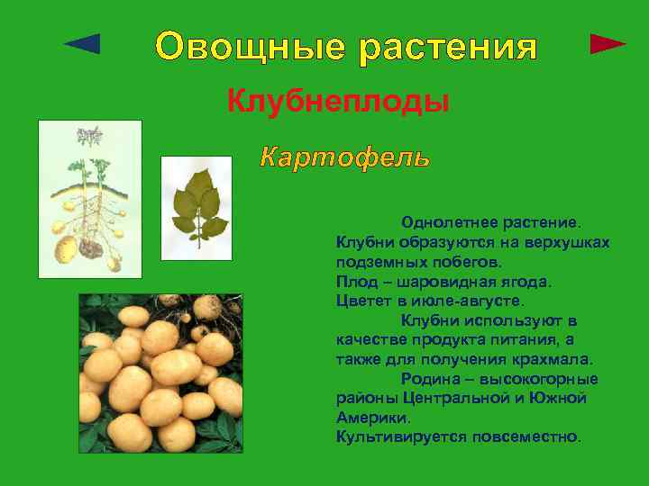 Овощные растения Клубнеплоды Картофель Однолетнее растение. Клубни образуются на верхушках подземных побегов. Плод –