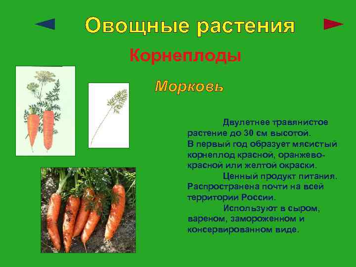 Овощные растения Корнеплоды Морковь Двулетнее травянистое растение до 30 см высотой. В первый год