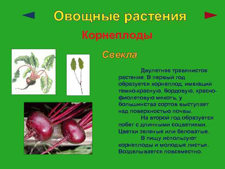 Овощные растения Корнеплоды Свекла Двулетнее травянистое растение. В первый год образуется корнеплод, имеющий темно-красную,