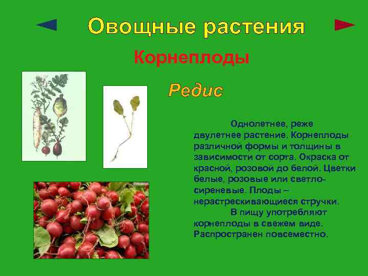 Овощные растения Корнеплоды Редис Однолетнее, реже двулетнее растение. Корнеплоды различной формы и толщины в