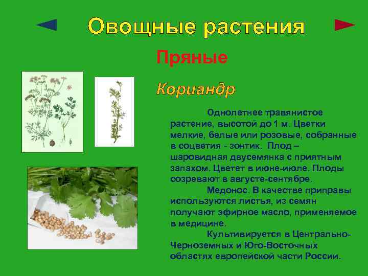 Овощные растения Пряные Кориандр Однолетнее травянистое растение, высотой до 1 м. Цветки мелкие, белые