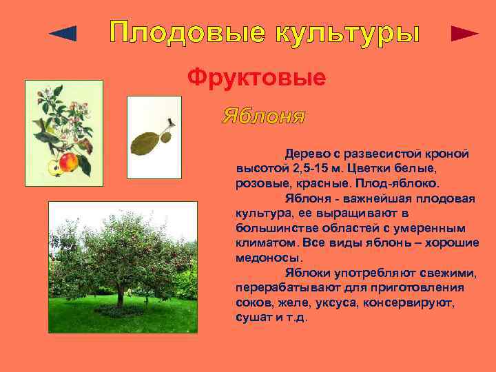 Плодовые культуры Фруктовые Яблоня Дерево с развесистой кроной высотой 2, 5 -15 м. Цветки