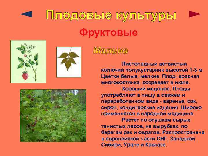 Плодовые культуры Фруктовые Малина Листопадный ветвистый колючий полукустарник высотой 1 -3 м. Цветки белые,