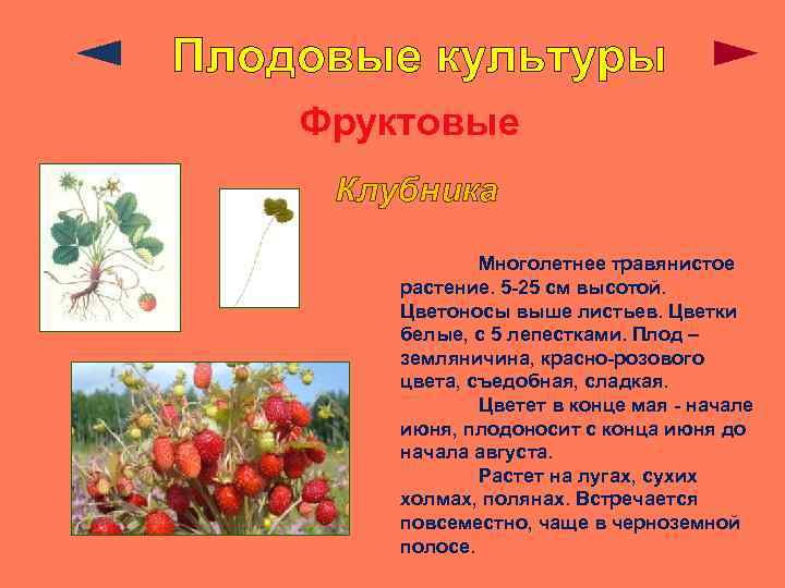 Плодовые культуры Фруктовые Клубника Многолетнее травянистое растение. 5 -25 см высотой. Цветоносы выше листьев.