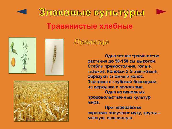 Злаковые культуры Травянистые хлебные Пшеница Однолетнее травянистое растение до 50 -150 см высотой. Стебли