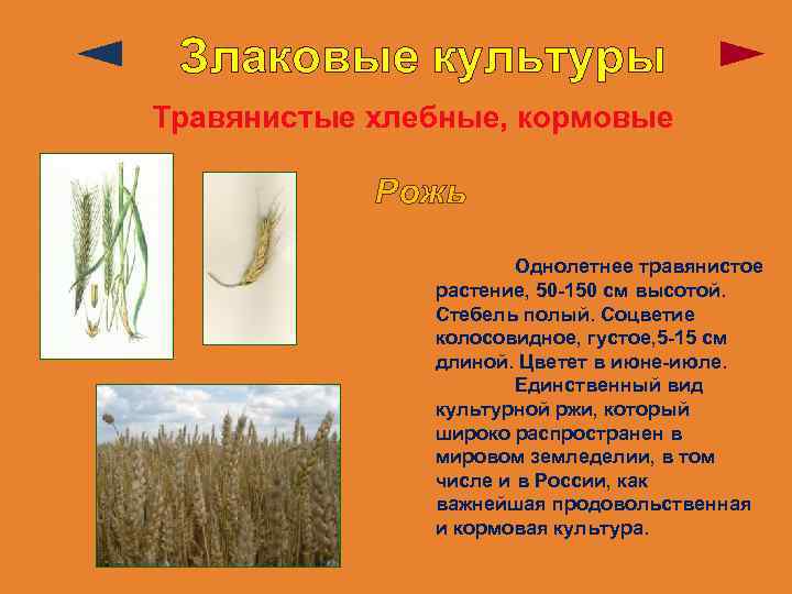 Злаковые культуры Травянистые хлебные, кормовые Рожь Однолетнее травянистое растение, 50 -150 см высотой. Стебель