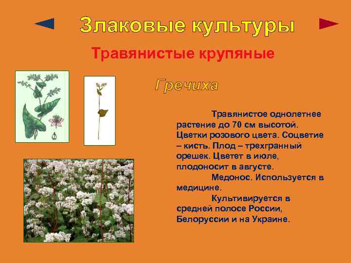 Злаковые культуры Травянистые крупяные Гречиха Травянистое однолетнее растение до 70 см высотой. Цветки розового